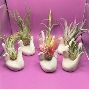 Ceramic Hand Air Plant Holder with Assorted Air Plants - White